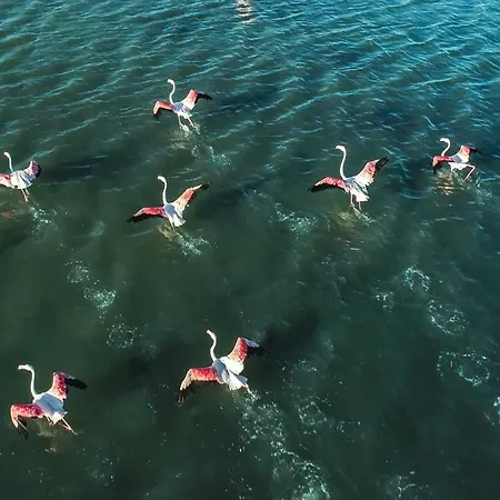 Nuits Salines * エーグ・モルト